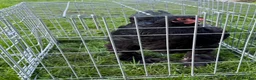 Chickens poultry for sale: Pair of brahmas - Advert 26