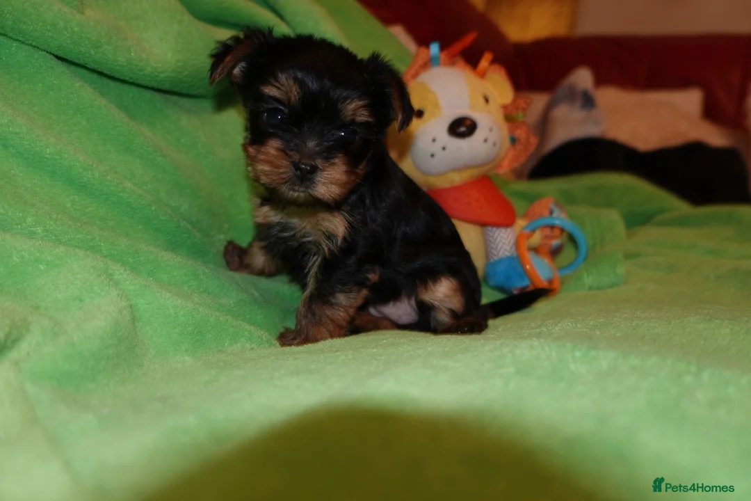 Yorkshire Terrier dogs for sale: 1 Beautiful Pure Breed Yorkshire Terrier female - Advert 11