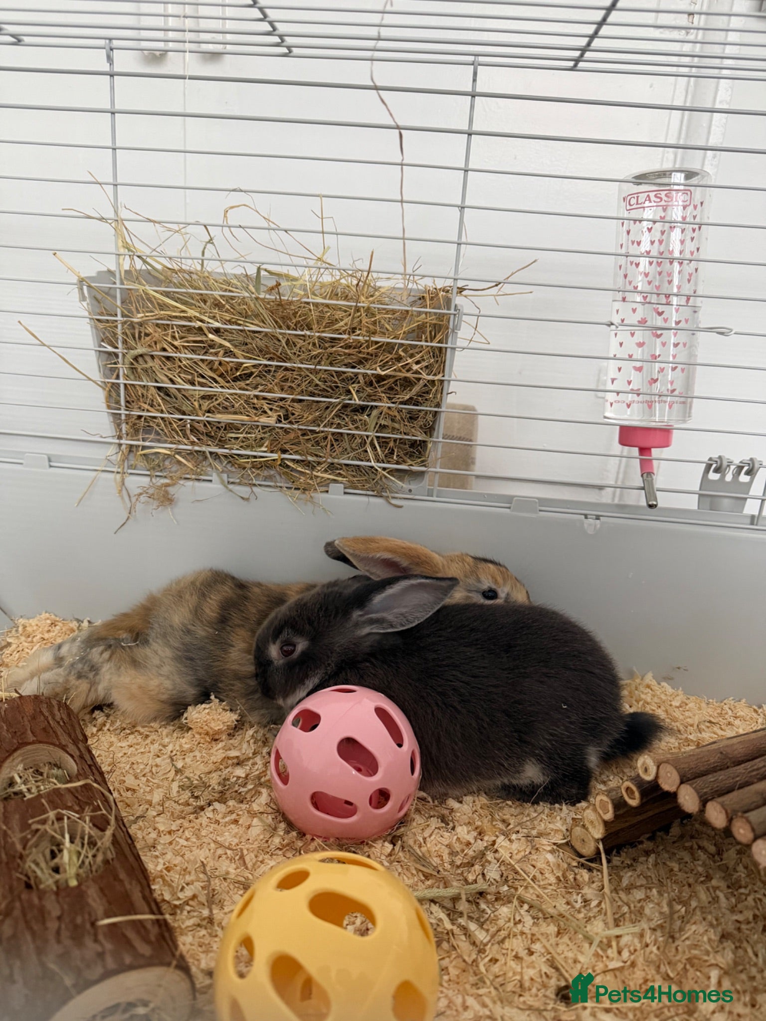 Mixed Breed rabbits 2 female rabbits  - Advert 4