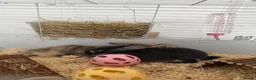 Mixed Breed rabbits for sale: 2 female rabbits  - Advert 1