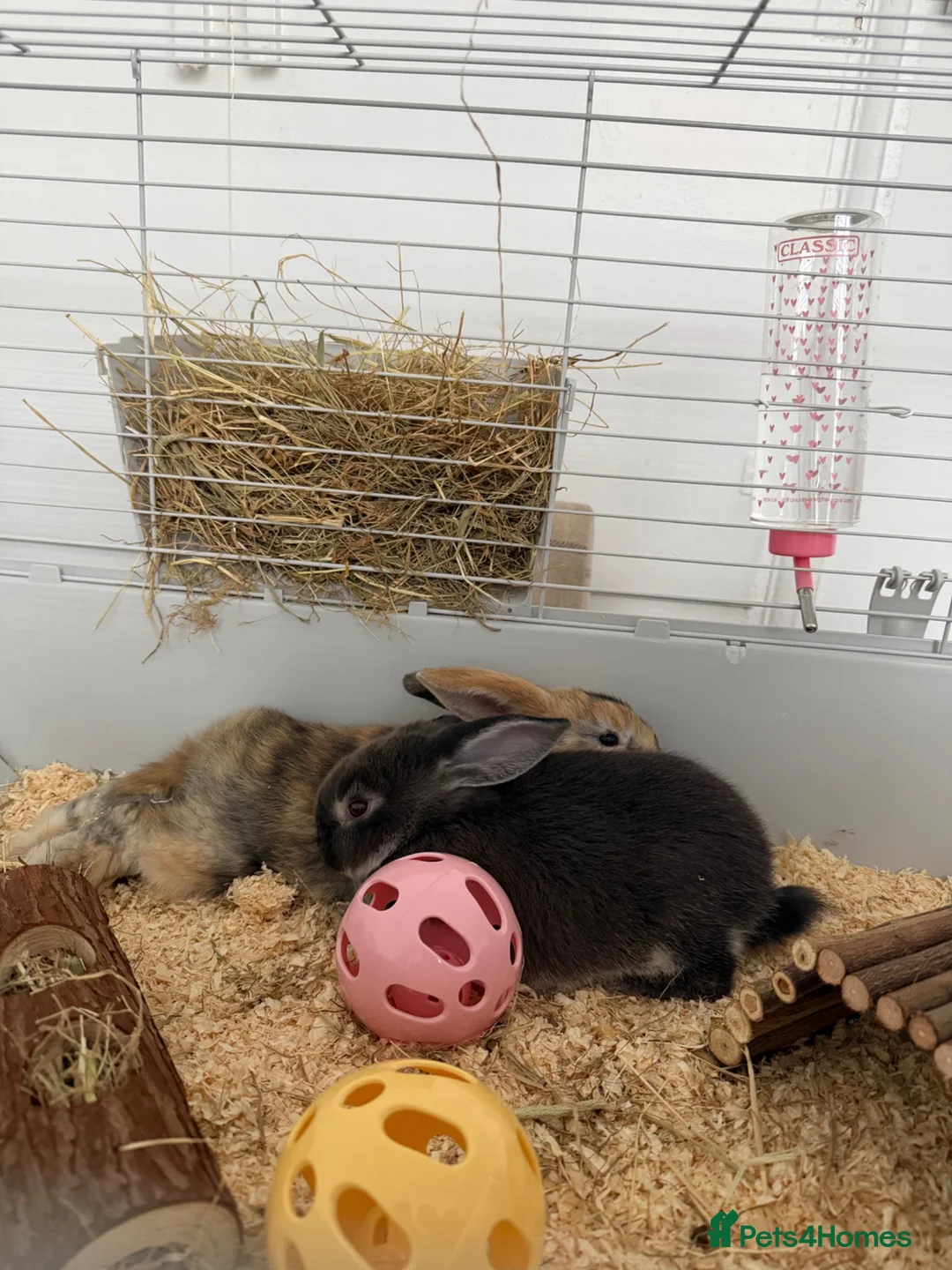 Mixed Breed rabbits for sale: 2 female rabbits  - Advert 1