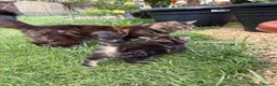 Mixed Breed cats for sale: Beautiful Tabby kittens for sale - Advert 5