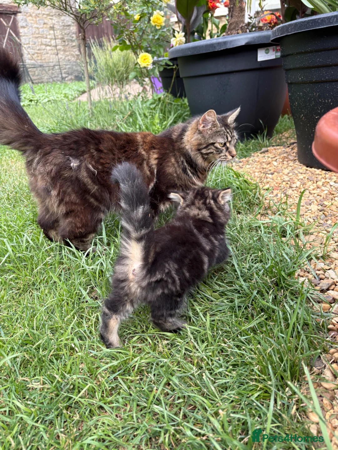 Mixed Breed cats for sale: Beautiful Tabby kittens for sale - Advert 5