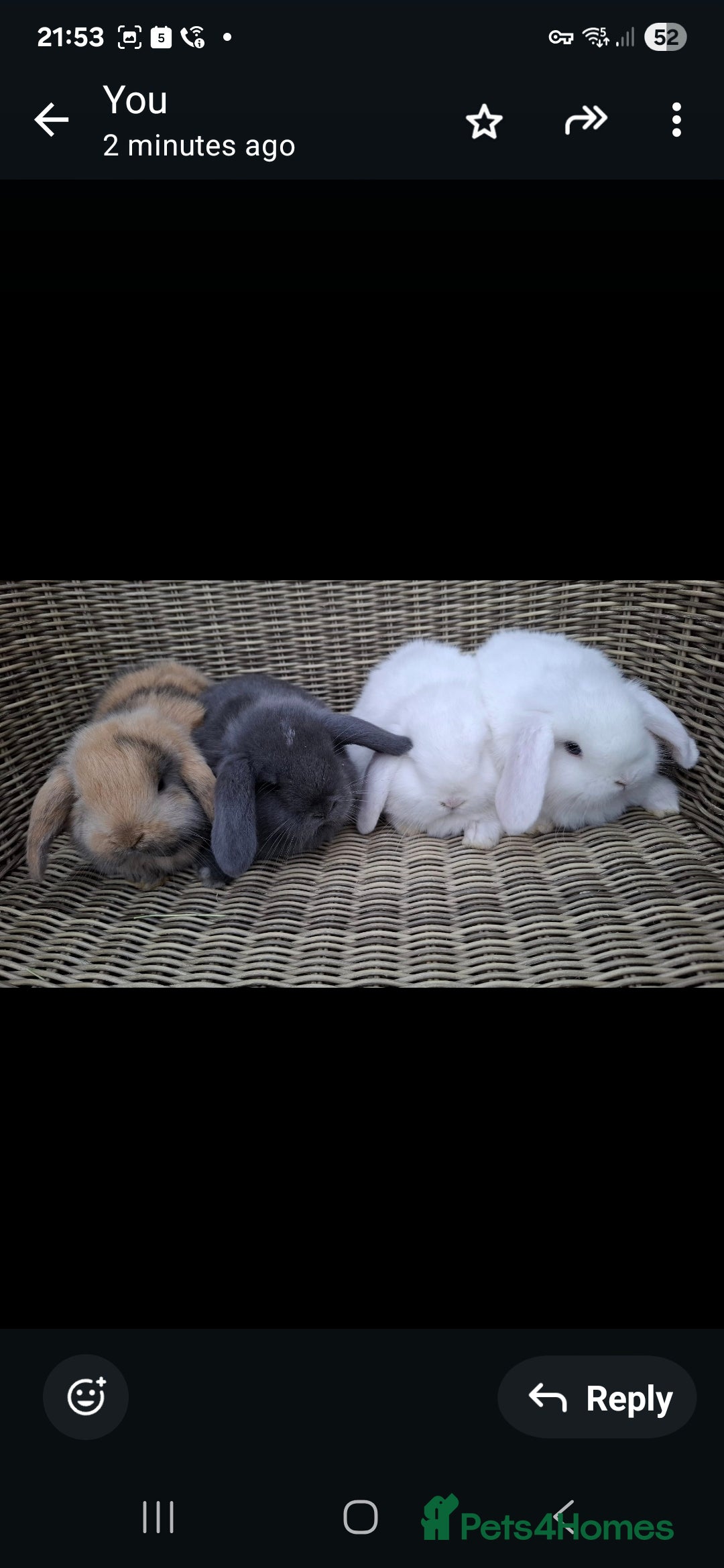Mini Lop rabbits for sale: Adorable baby mini lops - Image 1