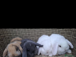 Mini Lop rabbits - Advert 1
