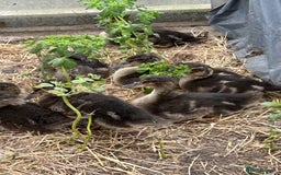 Mixed Breed livestock for sale: Day olds, 7 weeks old, and adult, MALLARD Ducks  in Thirsk - Image 4