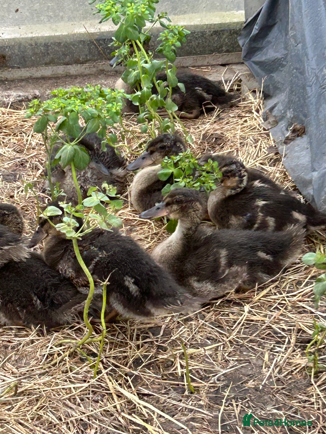 Mixed Breed livestock for sale: Day olds, 7 weeks old, and adult, MALLARD Ducks  in Thirsk - Image 4