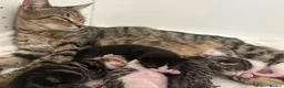 Mixed Breed cats for sale: Litter of 5 kittens  - Advert 12
