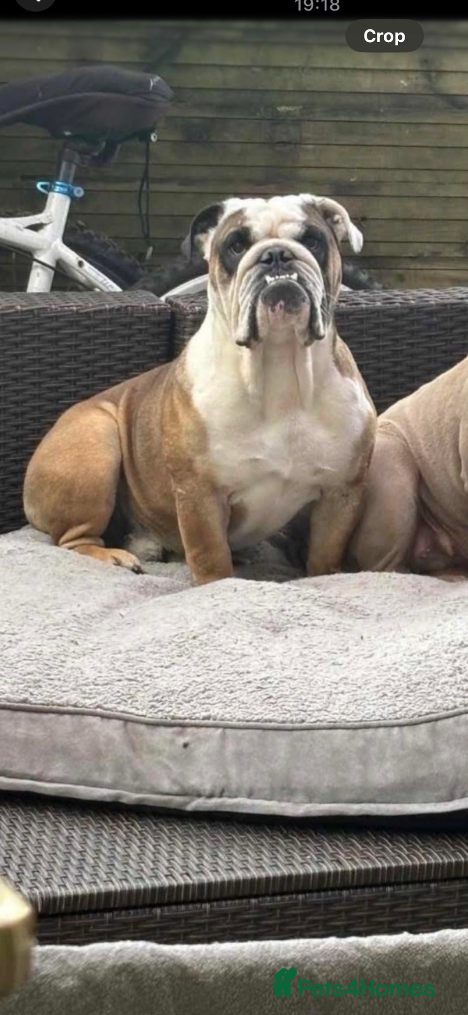 English Bulldog dogs Fat boy British bulldog  - Advert 1