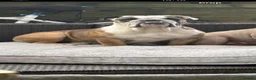 English Bulldog dogs for stud: Fat boy British bulldog  - Advert 1