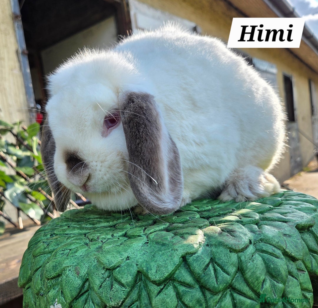 Mini Lop rabbits for sale: Pure bred Mini Lop Bunnies - Image 13