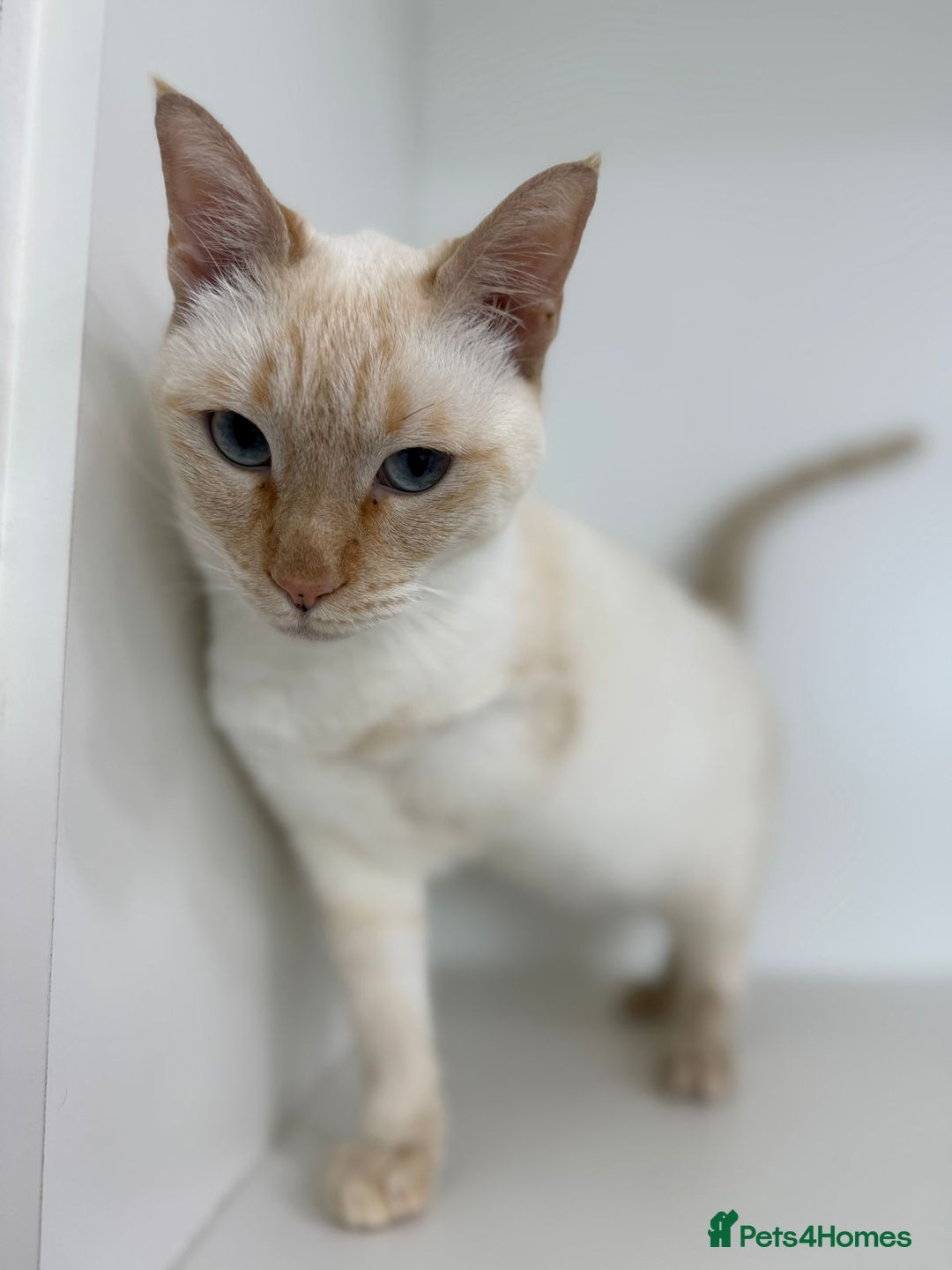 Mixed Breed cats for adoption: [Indoors Only] White Sugar - Lovely Special Boy - Advert 2