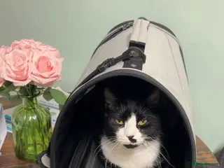 British Shorthair cats Ready to go to a loving home - Advert 5