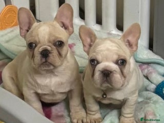 French Bulldog dogs Female French bulldog - Advert 2