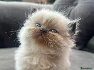 Persian cats Persian kittens for sale - Advert 6