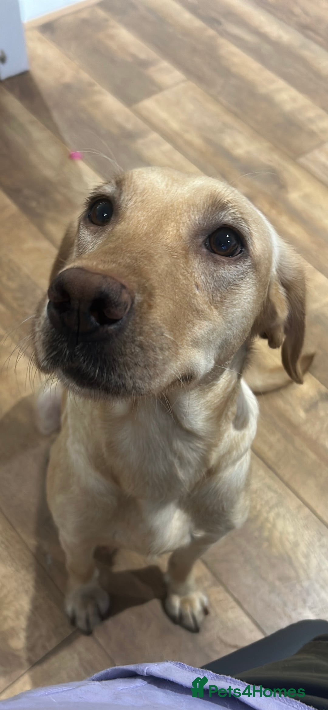 Labrador Retriever dogs for sale: KC Registered labs for sale  - Advert 2