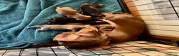 Dachshund dogs for sale: Dachshund puppies  in Dagenham - Advert 1