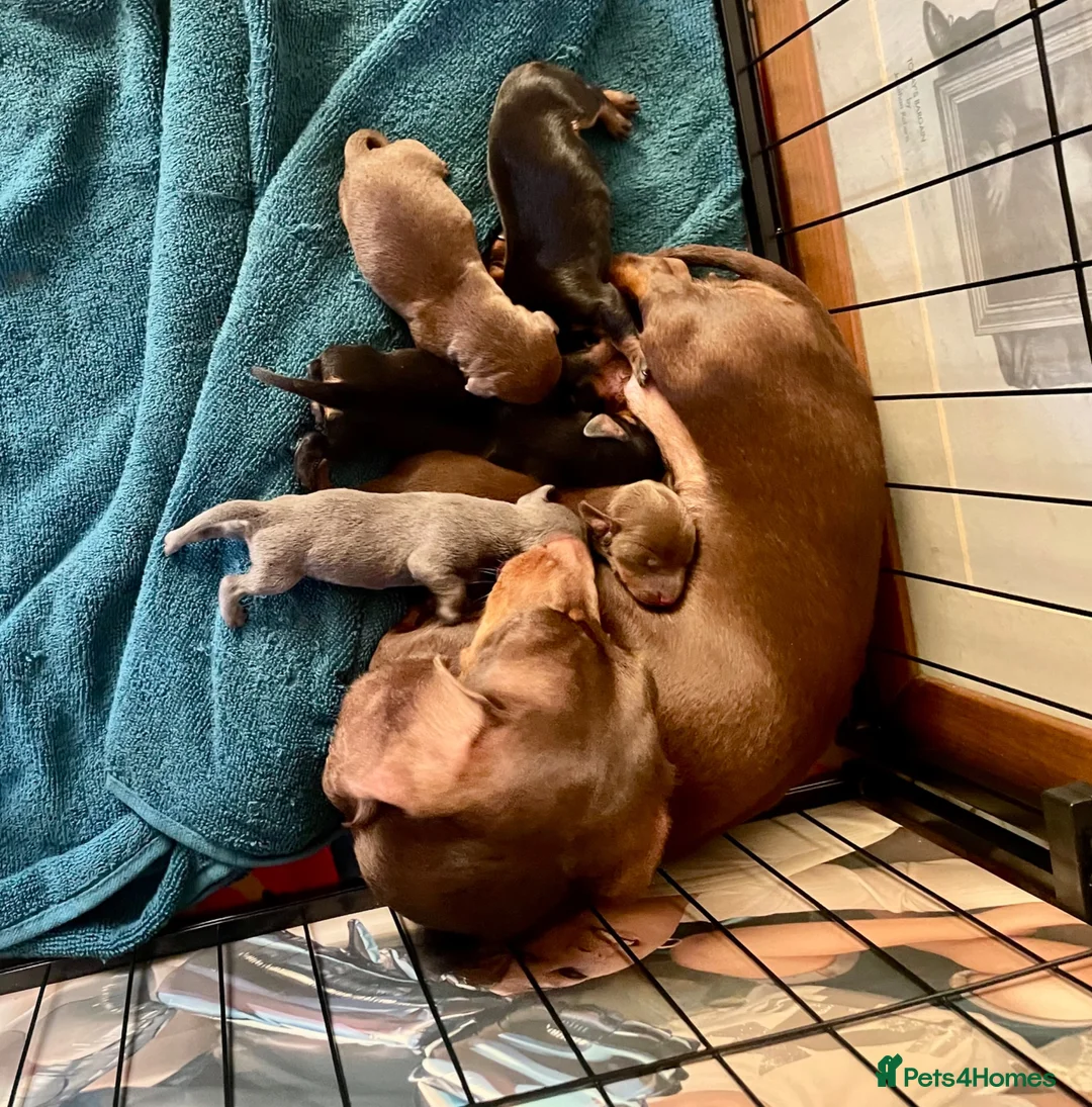 Dachshund dogs for sale: Dachshund puppies  in Dagenham - Advert 1