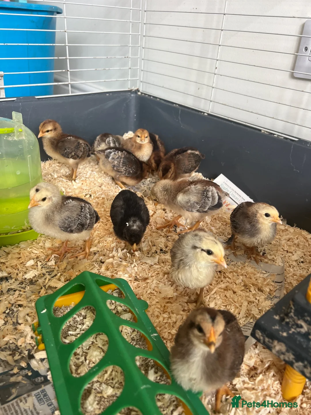 Chickens poultry for sale: Mixed sex hybrid bantum dorking cross creamlegbar - Advert 1