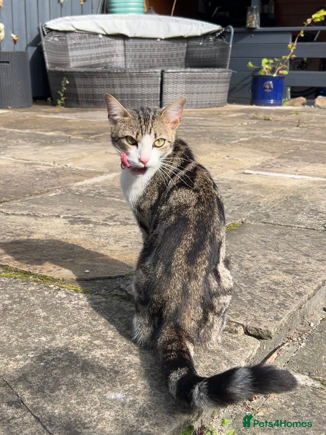 Mixed Breed cats for sale: Beautiful Bengal Cross seeking a loving new home - Advert 3