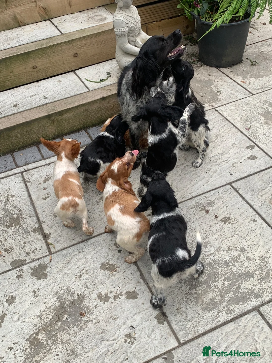 Brittany Spaniel dogs for sale: Working Brittany Spaniels - Advert 2