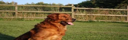 Golden Retriever dogs for stud: FULLY HEALTH TESTED Dark Golden Retriever stud dog in Newark - Advert 8