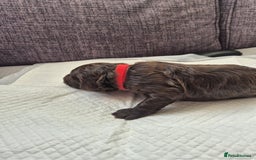 Sproodle dogs for sale: 2 choc girls left and 1 white & brown boy - Image 9