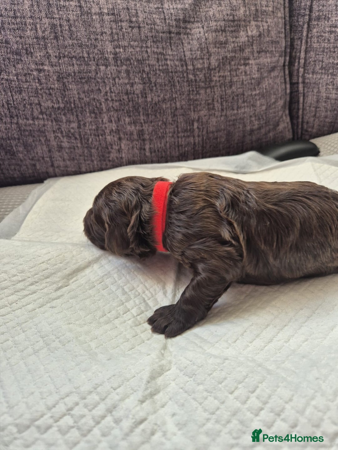 Sproodle dogs for sale: 2 choc girls left and 1 white & brown boy - Image 9