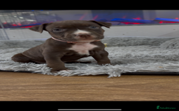 American Bull Staffy dogs for sale: Staffy Bull Puppies - Advert 26