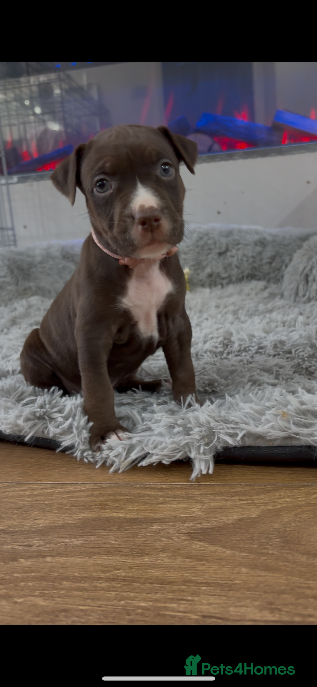 American Bull Staffy dogs for sale: Staffy Bull Puppies - Advert 26