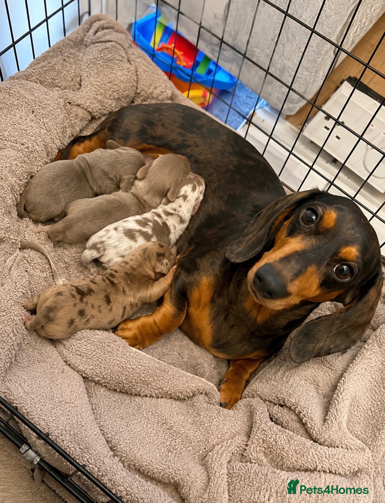Miniature Dachshund dogs Minature Dachshund Pupz 🐶  - Advert 8
