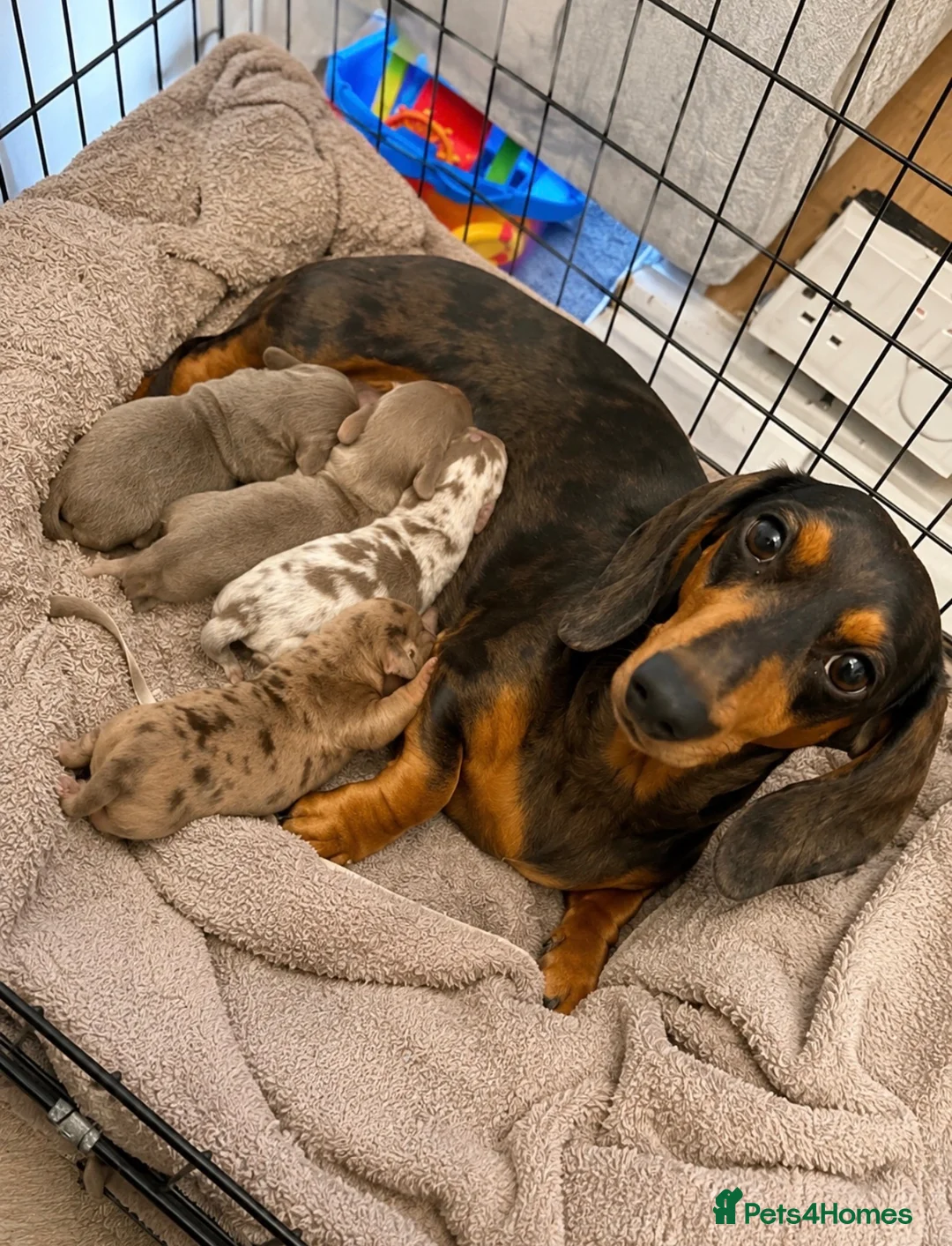 Miniature Dachshund dogs for sale: Minature Dachshund Pupz 🐶  - Advert 1