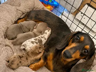 Miniature Dachshund dogs Minature Dachshund Pupz 🐶 - Advert 1