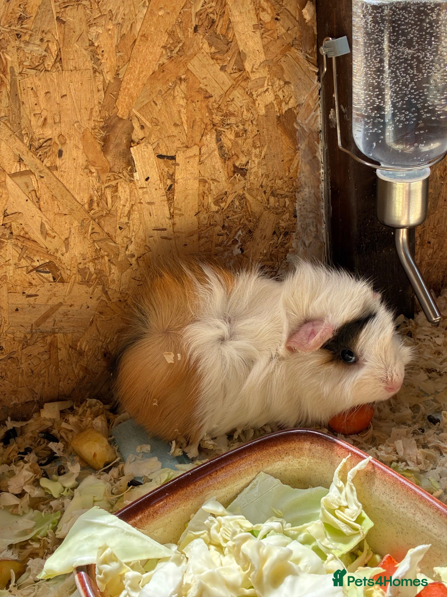Guinea Pig rodents  1 Male and  1Female Guinea pigs   For Sale - Advert 15