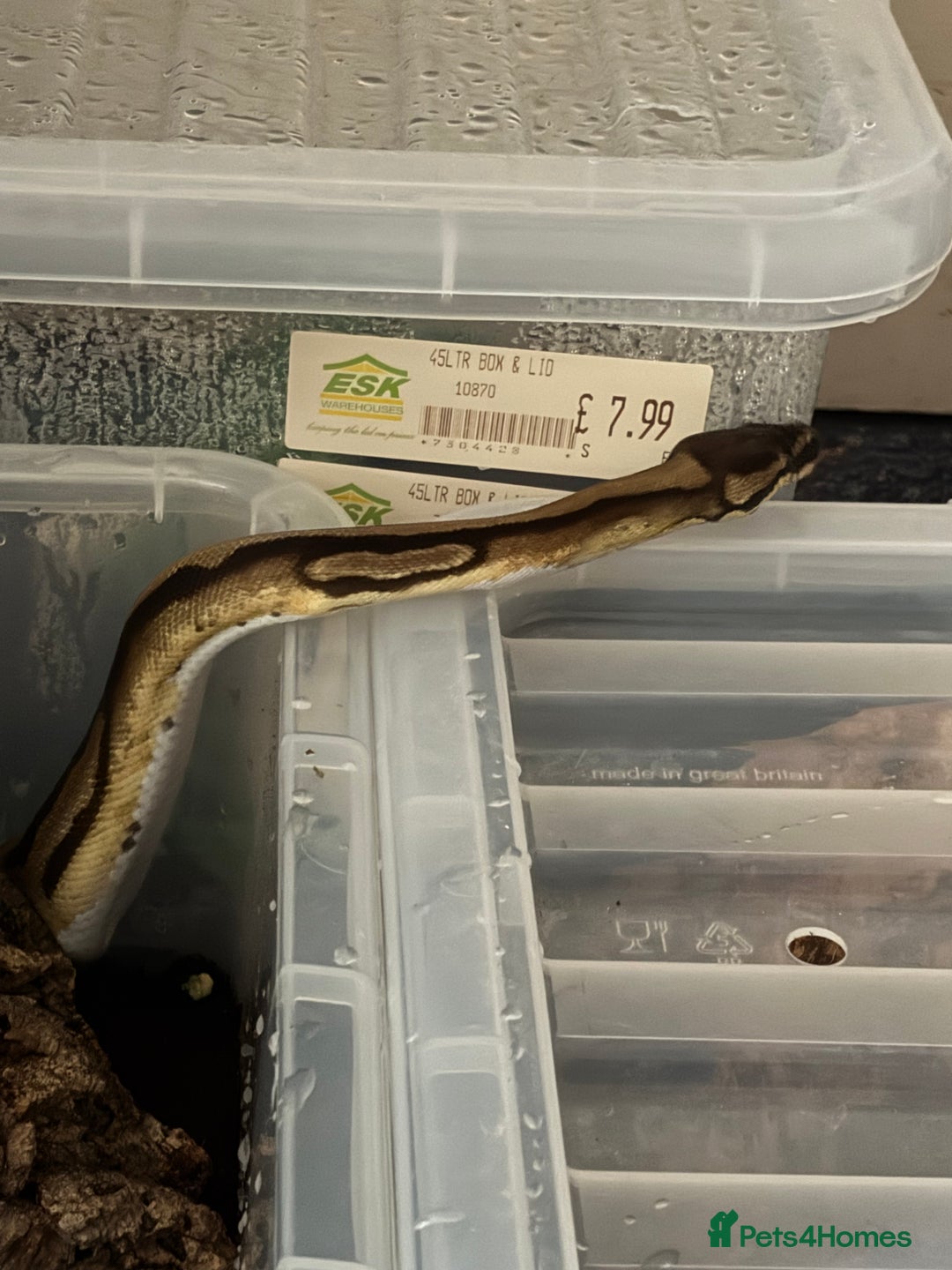 Python Snake reptiles for sale: Bull python  - Image 2