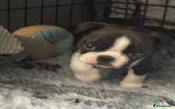 Boston Terrier dogs for sale: Kc Boston terrier  - Image 2