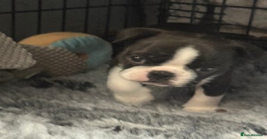 Boston Terrier dogs - Advert 7