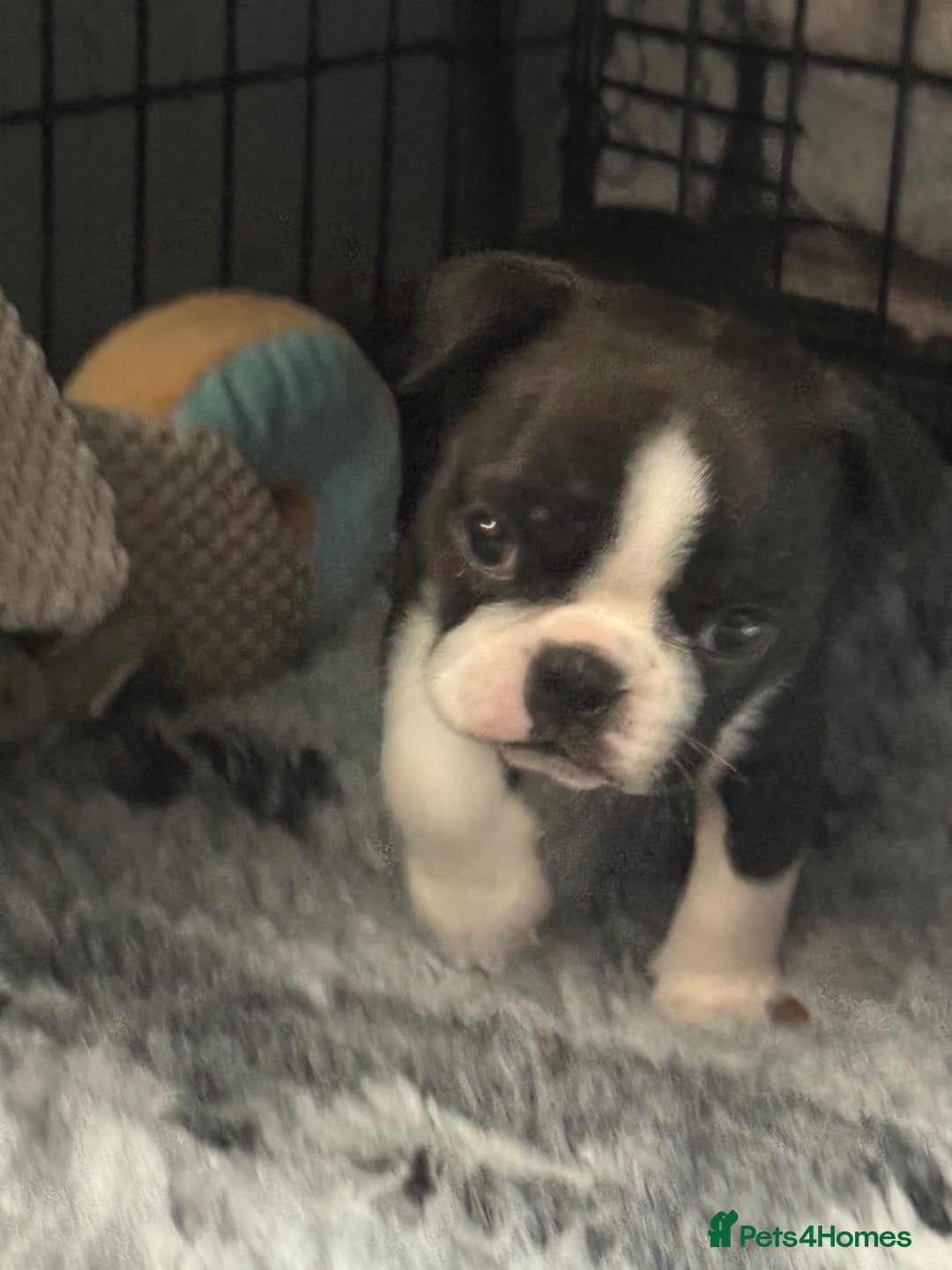 Boston Terrier dogs for sale: Kc Boston terrier  - Image 2