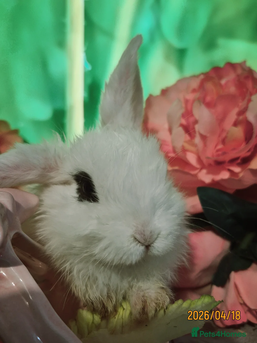 Mixed Breed rabbits for sale: 𝗕𝗮𝗯𝘆 𝗕𝘂𝗻𝗕𝘂𝗻𝘀 𝗳𝗼𝗿 £𝟲𝟬 𝗲𝗮𝗰𝗵 in Manchester - Advert 6