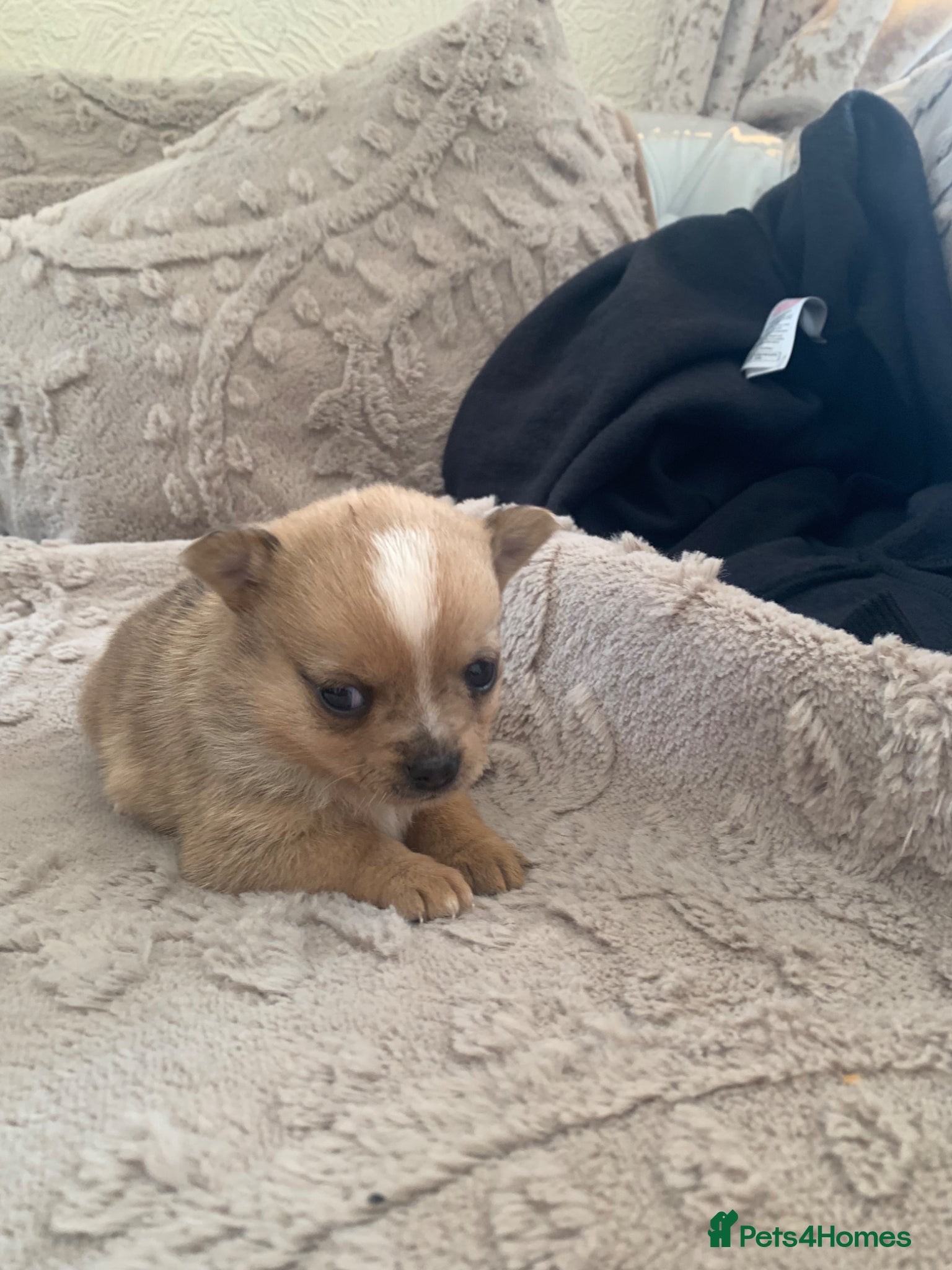 Pomchi dogs Merle pomchi - Advert 7