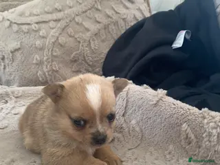 Pomchi dogs Merle pomchi - Advert 7