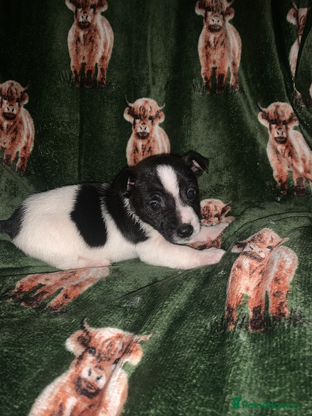 Jack Russell dogs for sale: Bunny’s babys - Advert 7