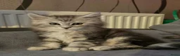 Maine Coon cats for sale: Gorgeous TICA register boys  - Advert 3