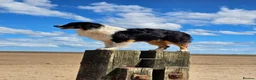 Australian Shepherd dogs for stud: 🐾KC REGISTERED AUSTRALIAN SHEPHERD FOR STUD - Advert 1