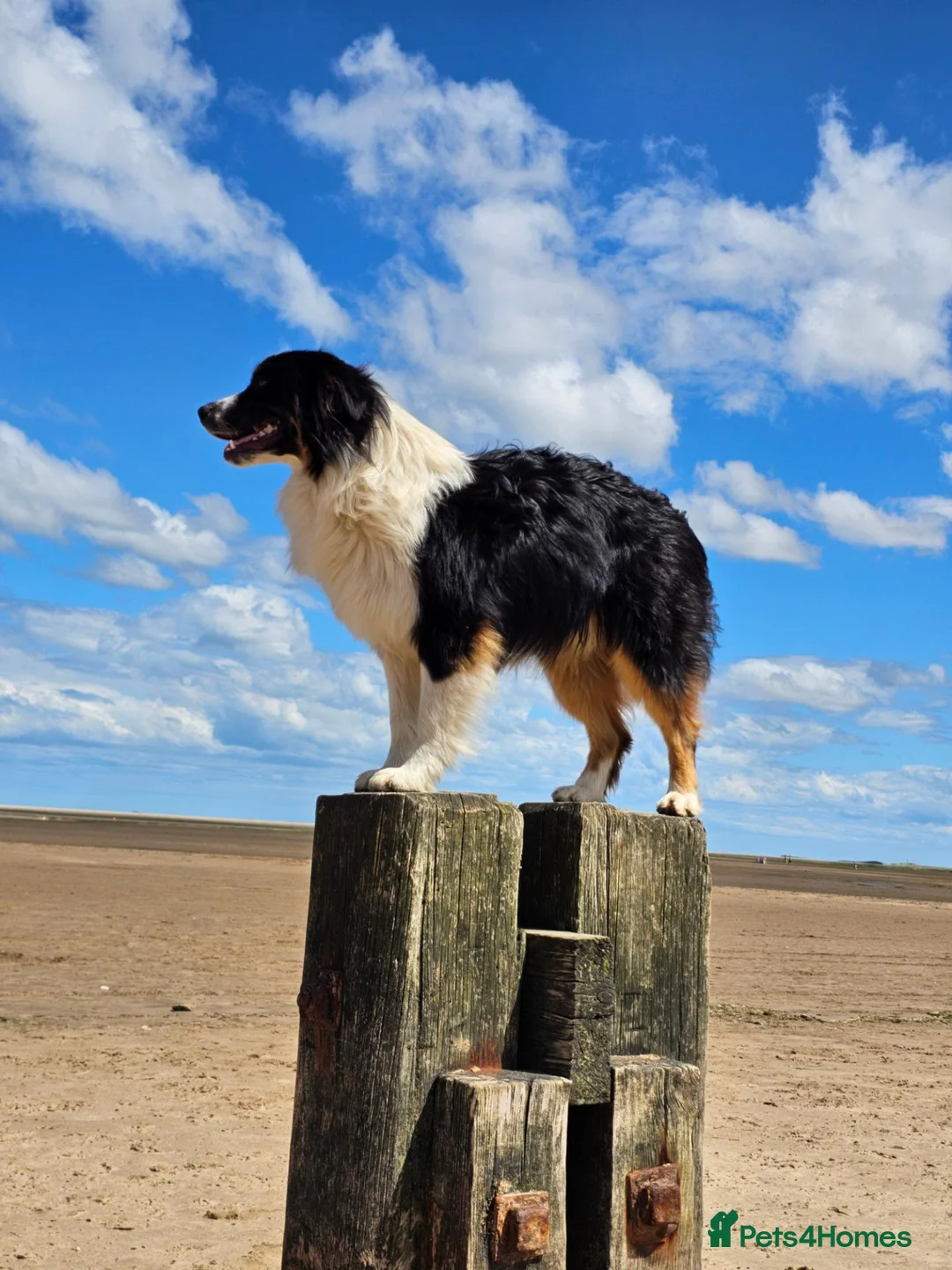 Australian Shepherd dogs for stud: 🐾KC REGISTERED AUSTRALIAN SHEPHERD FOR STUD - Advert 1