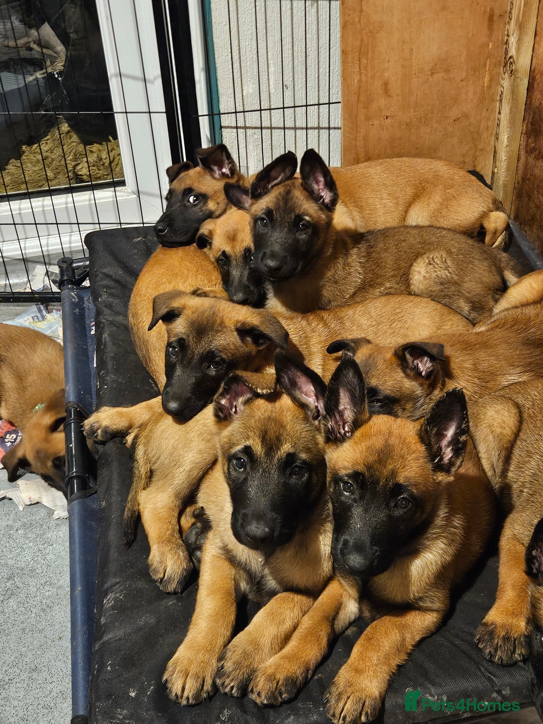 Belgian Shepherd Dog dogs for sale: KC Registered Mali Pups ***Last 1 girl - Advert 2