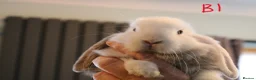 Mini Lop rabbits for sale: Mini Lop babies - Advert 3