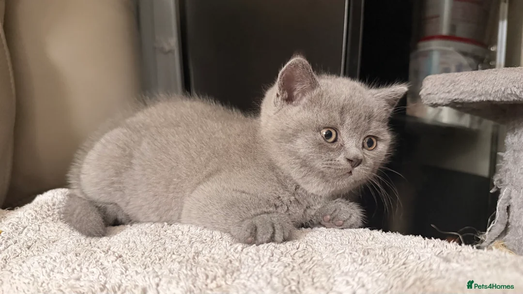 British Shorthair cats for sale: British Short hair and Scotish Fold - Advert 13