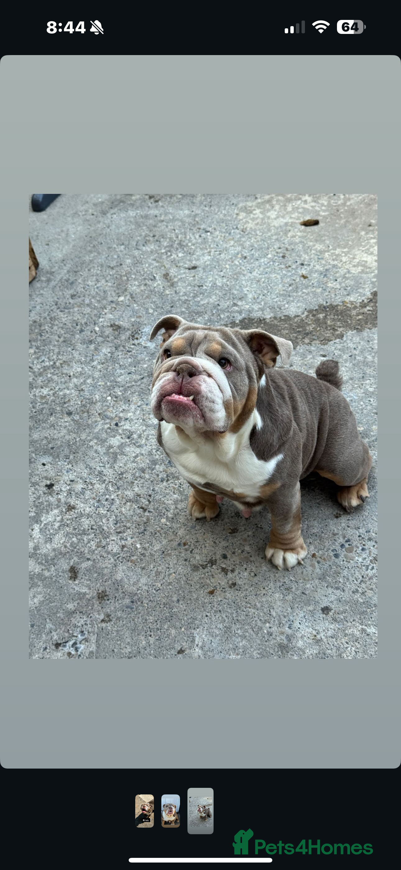 English Bulldog dogs 10 week old English bulldog  - Advert 3
