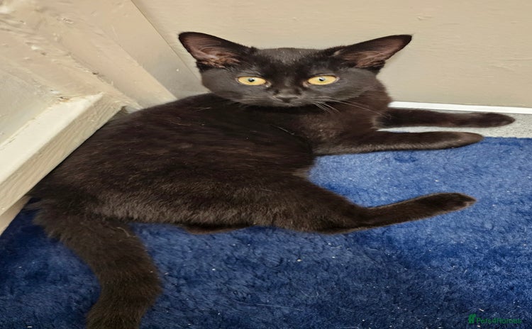 Bombay cats in London - Advert 14